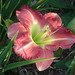 Sue Carpenter Photo 38