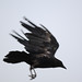Jonathan Crow Photo 17