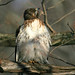 Linda Hawks Photo 14