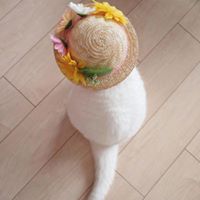 Hoang To Photo 24