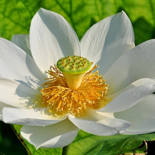 Jan Rose Photo 36