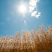 Edwin Wheat Photo 6
