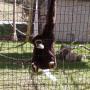 Deborah Everson Photo 8