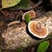 Sam Lam Photo 11