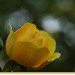 David Rosier Photo 23