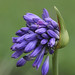 Elaine Flowers Photo 14