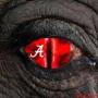 Bobby Sparkman Photo 16