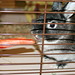 Nancy Silver Photo 25