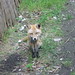 Felix Fox Photo 8