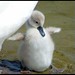 Wing Young Photo 4