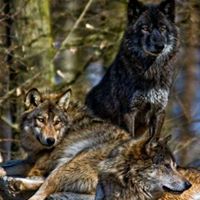 Paul Pedersen Photo 49
