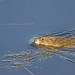 Philip Robertson Photo 44