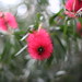 Clayton Flowers Photo 9
