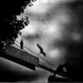 Asa Crow Photo 9