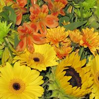 Donna Pedersen Photo 35