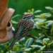 Deborah Sparrow Photo 16