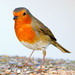 Robin Fisher Photo 45