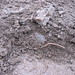 Tina Martindale Photo 10