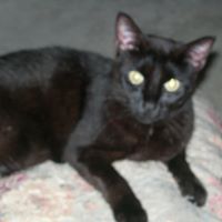 Bert Owens Photo 3