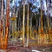 Douglas Pollock Photo 22