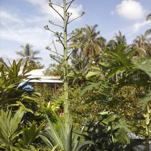 Truong Mai Photo 28