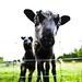 Allen Lamb Photo 2