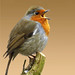 Robin Robbins Photo 42