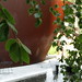 Debra Rockefeller Photo 4