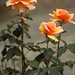 Brandy Rose Photo 11