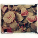 Rose Bell Photo 10