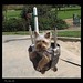 Ronnie Crisp Photo 4