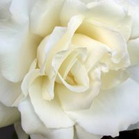 Debra Parr Photo 14