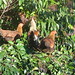 Kimberly Hedges Photo 12