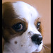 Charles Amico Photo 10