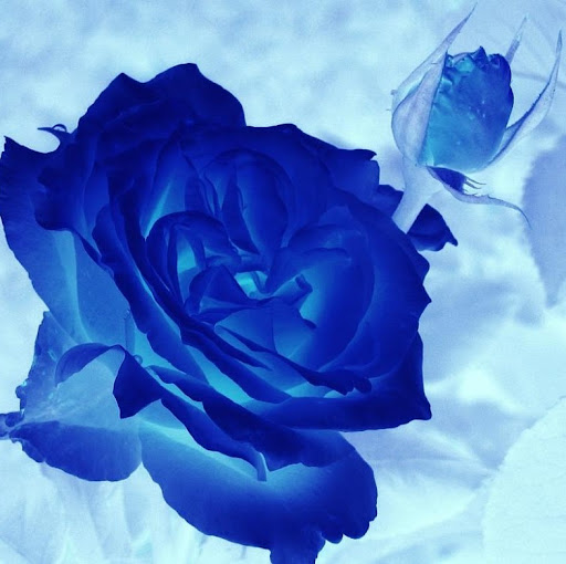 Rose Angel Photo 30