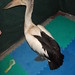 Kathy Townsend Photo 22
