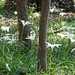 Lillie Woods Photo 12