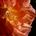 Patricia Austin Photo 22