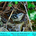 Virginia Peters Photo 11