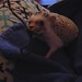 Winston Chew Photo 15