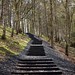David Nash Photo 19