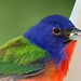 Debra Call Photo 17