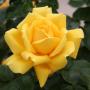 Sabrina Short Photo 20