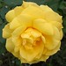 Catherine Mccauley Photo 21