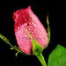 Rose Heard Photo 8