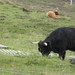 Heather Horn Photo 32