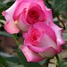 Rose Angel Photo 17
