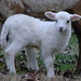 Kristin Lamb Photo 13