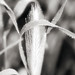 Lisa Weed Photo 18