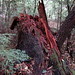 Tracy Stump Photo 21